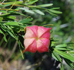 Nymania capensis/Klapperbos/Chinese latern Bush in bloom in Spring at The Place near Ladismith